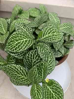 Nerve plant(Fittonia albivenis)
