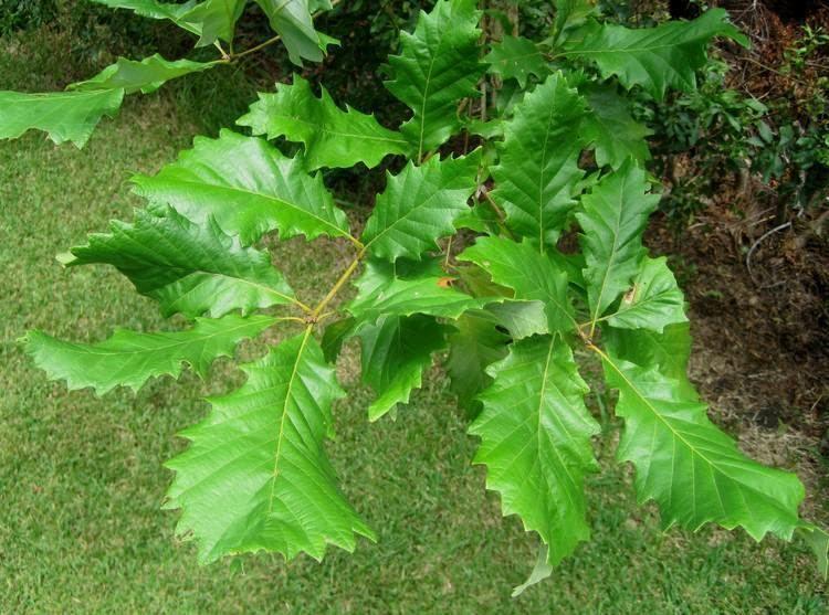 Swamp chestnut oak