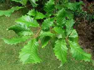 Swamp chestnut oak(Quercus michauxii)