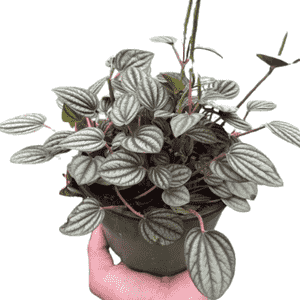 Peperomia albovittata(Peperomia albovittata)
