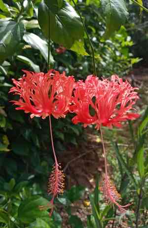 Spider hibiscus(Hibiscus schizopetalus)