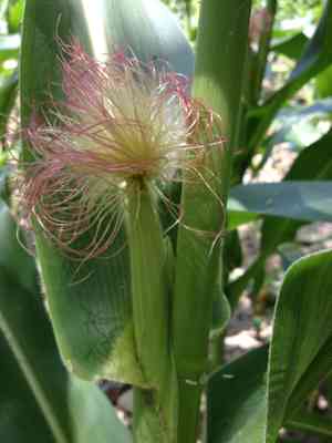 Maize(Zea mays)