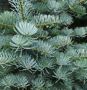 White fir(Abies concolor)