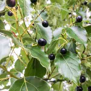 Camphor tree(Cinnamomum camphora)