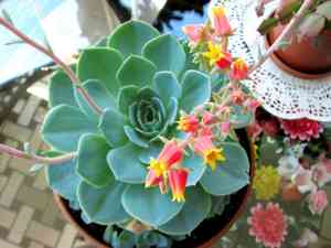Blue echeveria(Echeveria secunda)