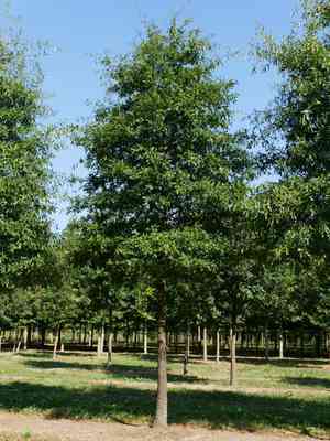 Water oak(Quercus nigra)