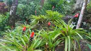 Guzmania monostachia(Guzmania monostachia)