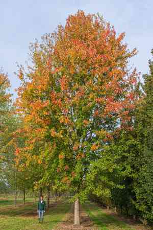 Acer × freemanii(Acer × freemanii)