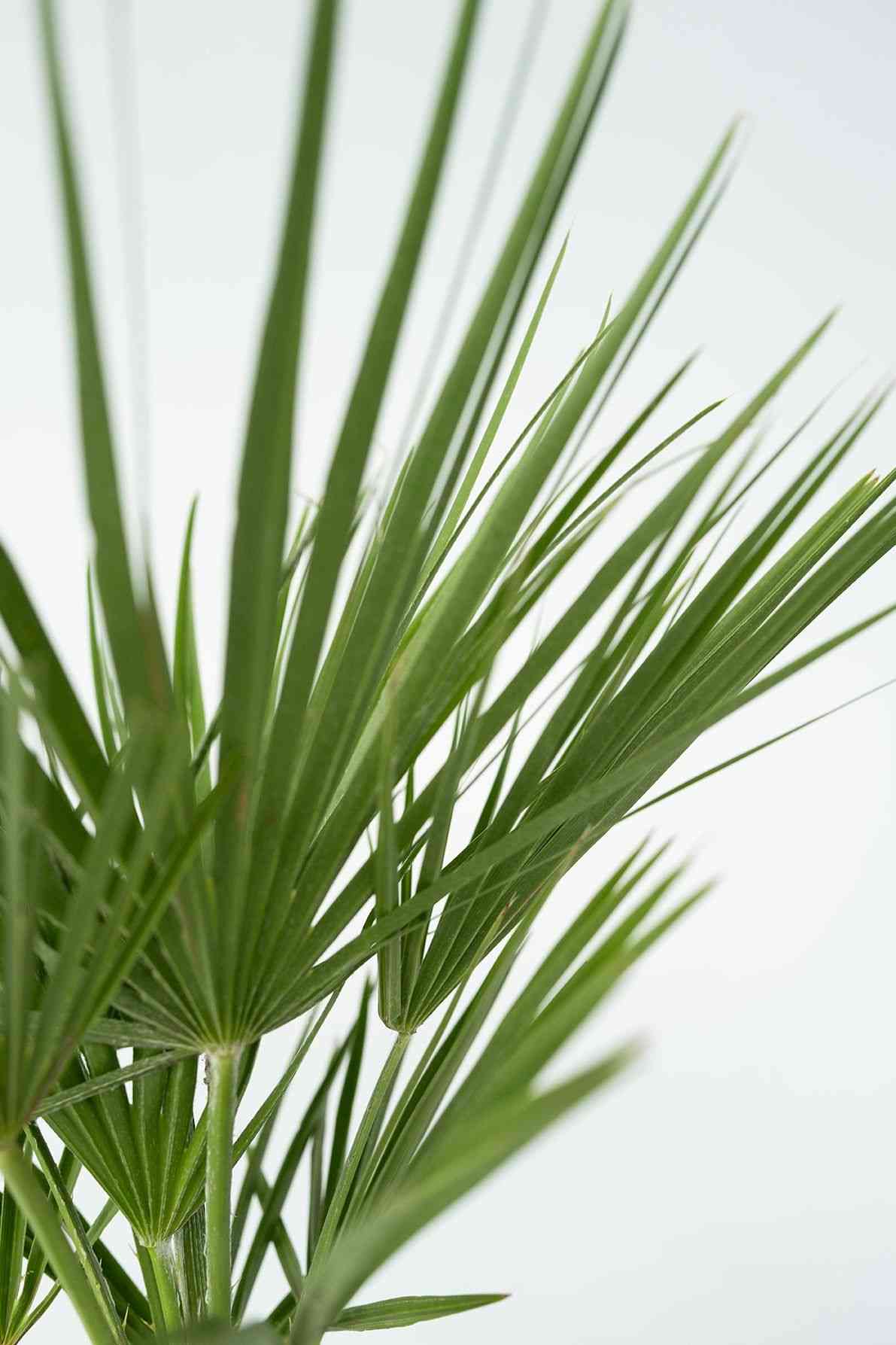 European fan palm(Chamaerops humilis)