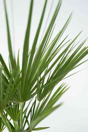 European fan palm(Chamaerops humilis)