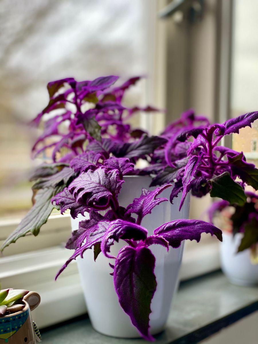 Velvet plant