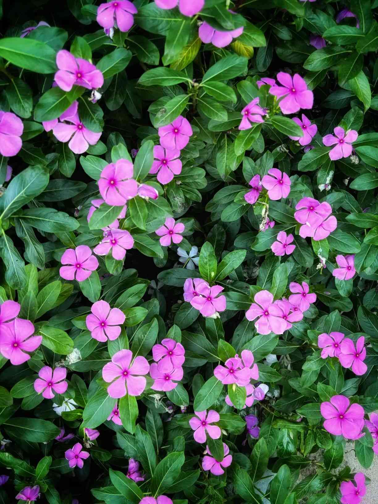 Madagascar periwinkle(Catharanthus roseus)