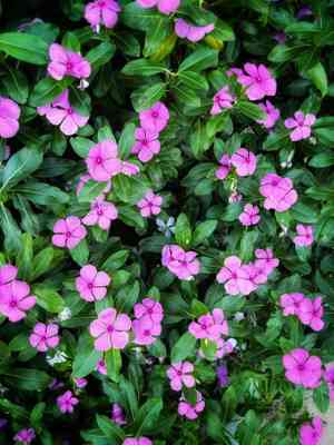 Madagascar periwinkle(Catharanthus roseus)
