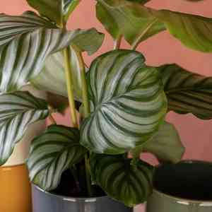 Pin stripe plant(Goeppertia ornata)