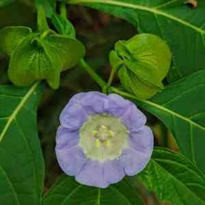 Apple-of-peru(Nicandra physalodes)
