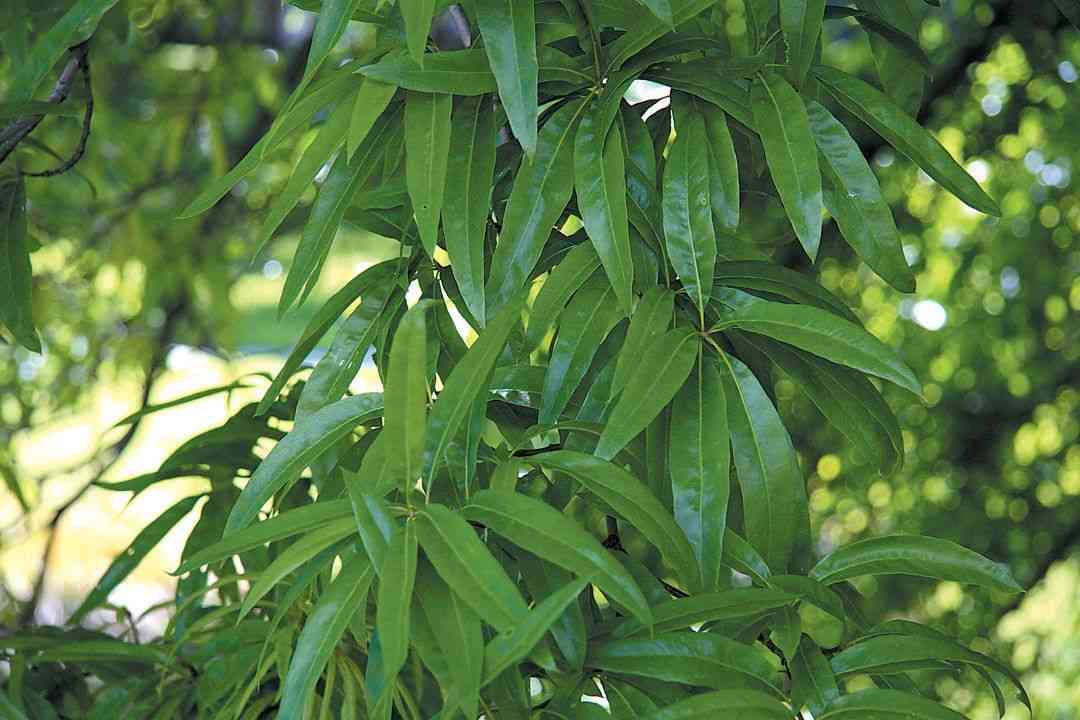 Willow oak(Quercus phellos)