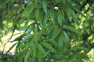 Willow oak(Quercus phellos)