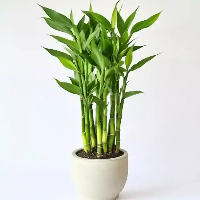 Lucky bamboo(Dracaena sanderiana)