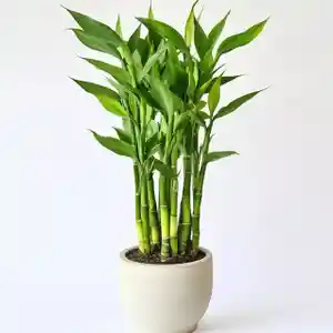 Lucky bamboo(Dracaena sanderiana)