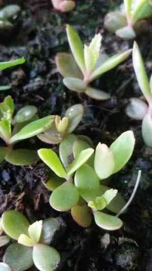 Kalanchoe serrata(Kalanchoe serrata)