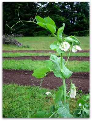 Garden pea(Pisum sativum)