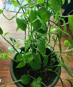 Vining Peperomia(Peperomia serpens)