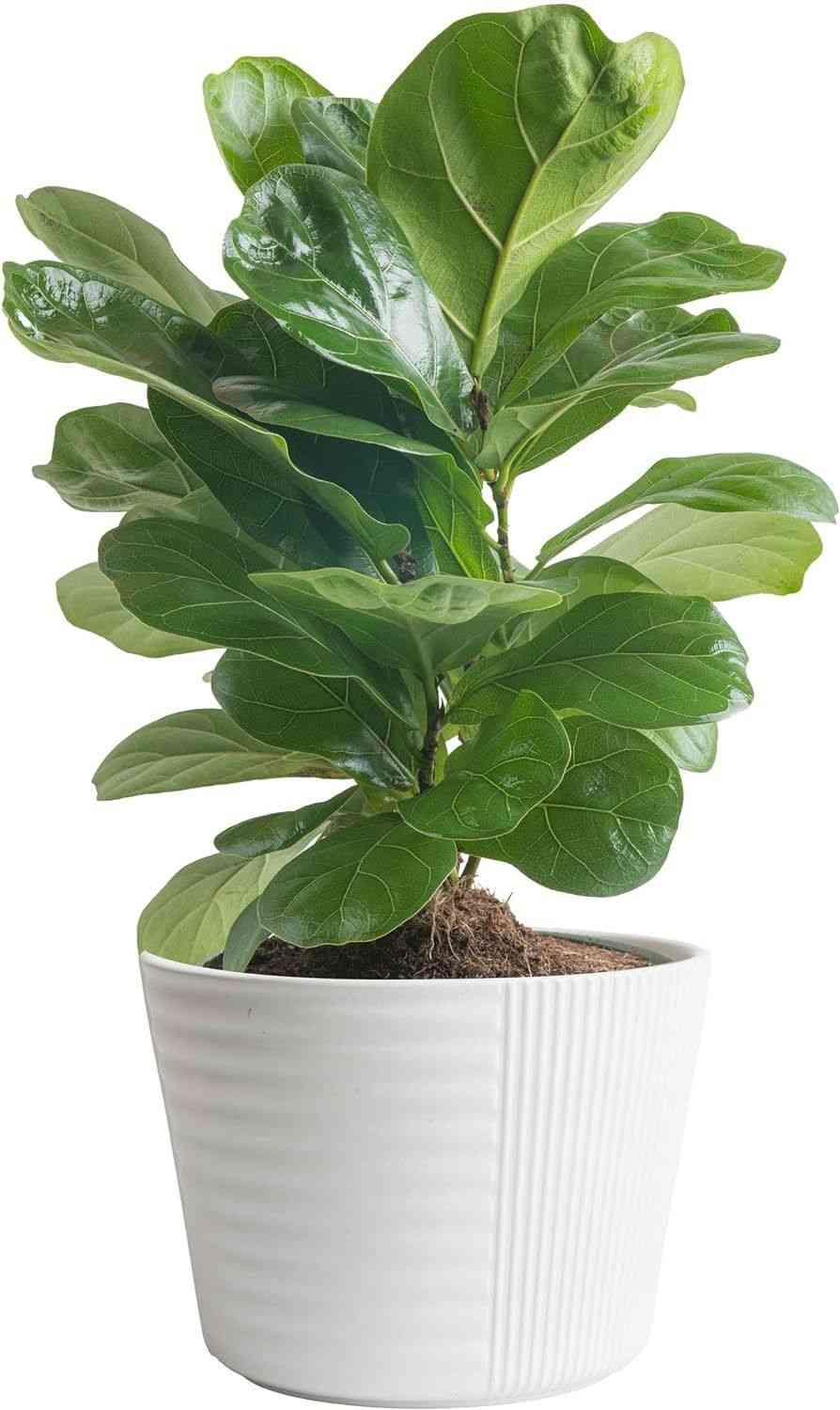 Fiddle-leaf fig(Ficus lyrata)