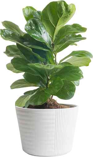 Fiddle-leaf fig(Ficus lyrata)