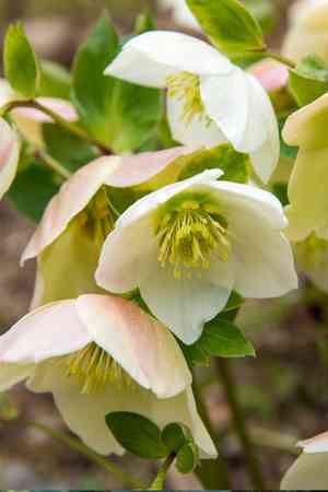 Christmas rose(Helleborus niger)