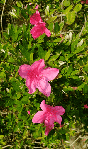 Evergreen azalea(Rhododendron indicum)
