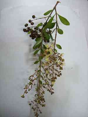 Egyptian-privet(Lawsonia inermis)