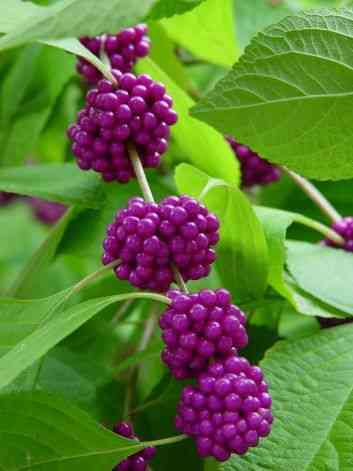 American beautyberry(Callicarpa americana)