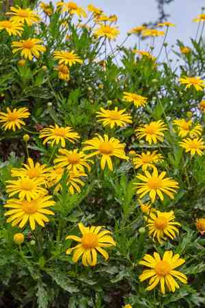 African bush daisy(Euryops chrysanthemoides)