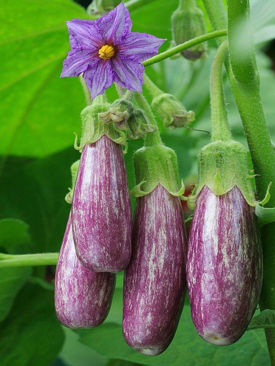 Eggplant