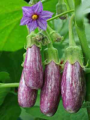 Eggplant(Solanum melongena)