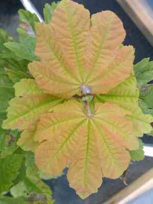 Vine maple(Acer circinatum)