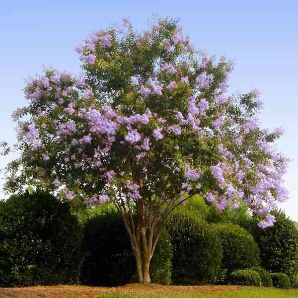 Crepe myrtle(Lagerstroemia indica)