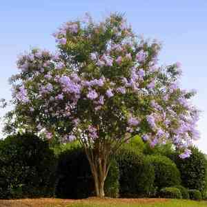 Crepe myrtle(Lagerstroemia indica)