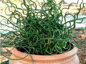 Common rush(Juncus effusus)