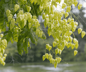 Goldenrain tree(Koelreuteria paniculata)