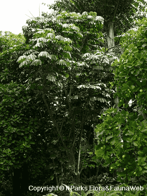 Heptapleurum actinophyllum(Heptapleurum actinophyllum)