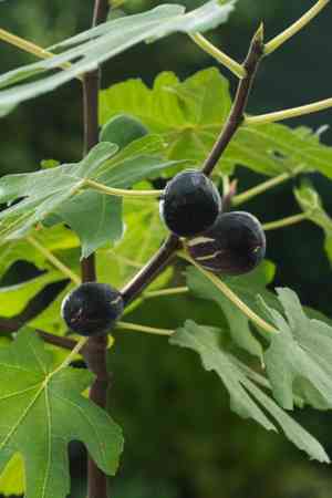 Common fig(Ficus carica)