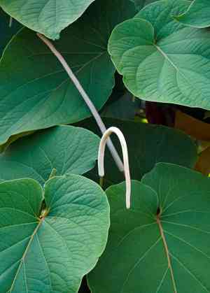 Hoja Santa(Piper auritum)