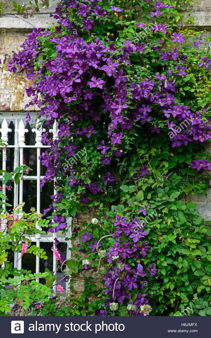Italian leather flower(Clematis viticella)