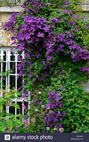 Italian leather flower(Clematis viticella)