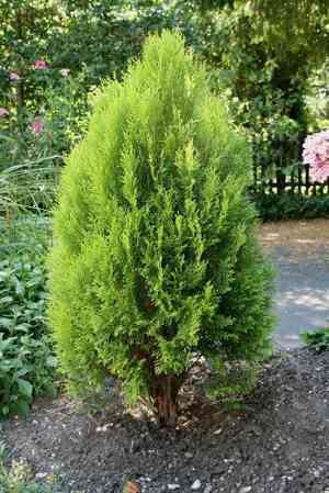 Oriental arborvitae(Platycladus orientalis)