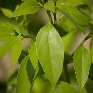 Camphor tree(Cinnamomum camphora)