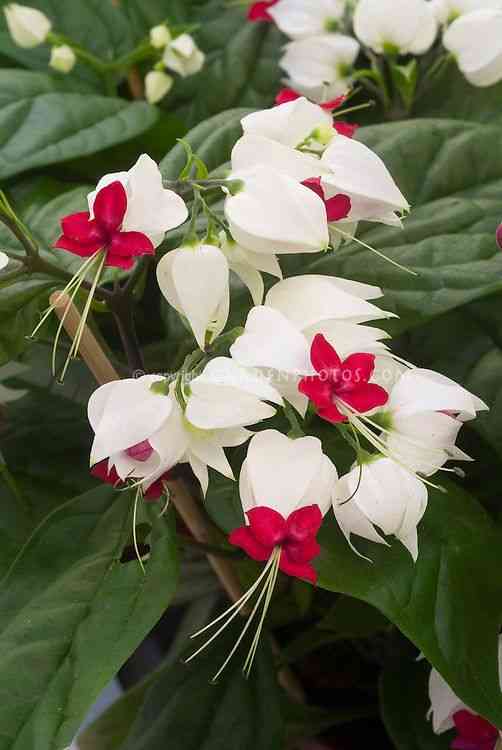 Bleeding-heart vine(Clerodendrum thomsoniae)