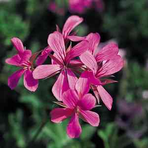 Ivy geranium(Pelargonium peltatum)