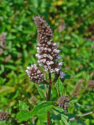 Mentha × piperita(Mentha × piperita)